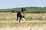 BORDER COLLIE 244